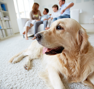 Dog on soft plush carpet