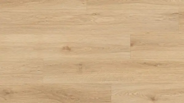 springfield oak